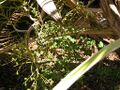 Thumbnail for version as of 12:42, 9 August 2024