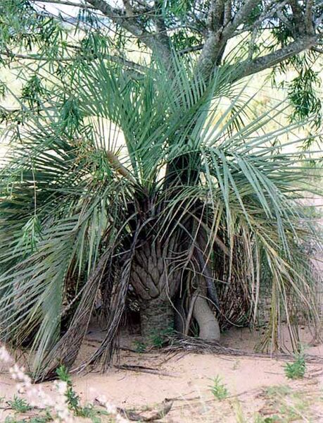 File:Butia paraguayensis102.jpg