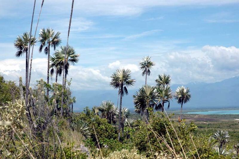 File:Coccothrinax boschiana03.jpg