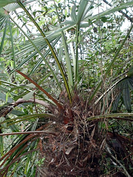 File:Trachycarpus geminisectus02.jpg