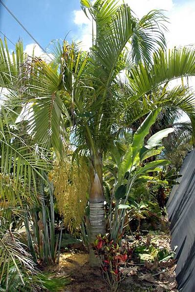 File:Dypsis carlsmithii.jpg