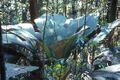 Thumbnail for version as of 03:01, 6 August 2024