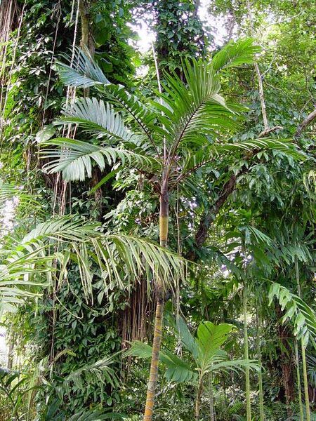 File:Pinanga caesia04.jpg