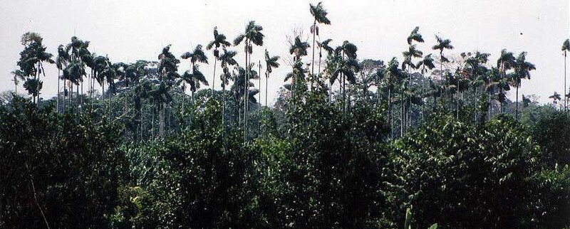 File:Socratea exorrhiza02.jpg