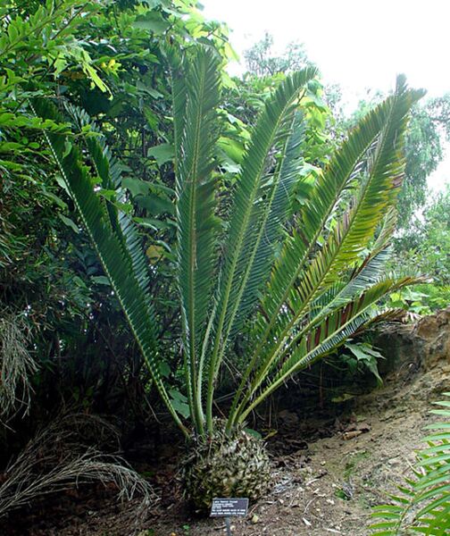 File:Encephalartos bubalinus03.jpg