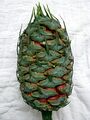 Thumbnail for version as of 08:57, 9 August 2024