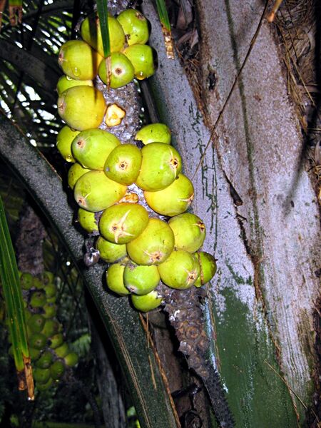 File:Allagoptera caudescens05.jpg