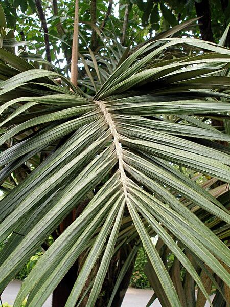 File:Tectiphiala ferox05.jpg