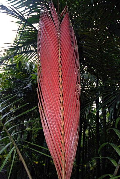 File:Kentiopsis magnifica04.jpg