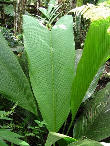 File:Clinostigma samoense02.jpg