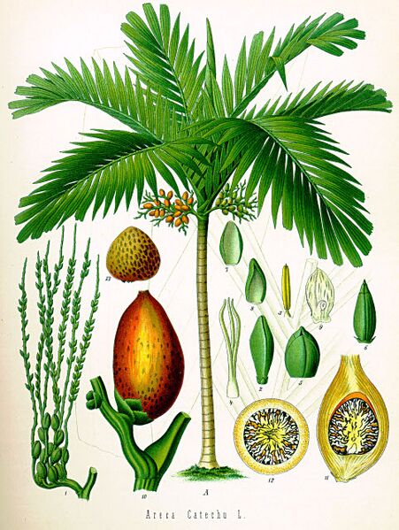 File:Areca catechuB.jpg
