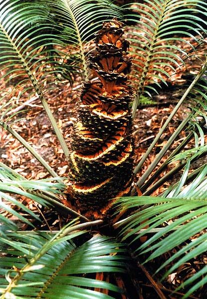 File:Lepidozamia peroffskyana12.jpg