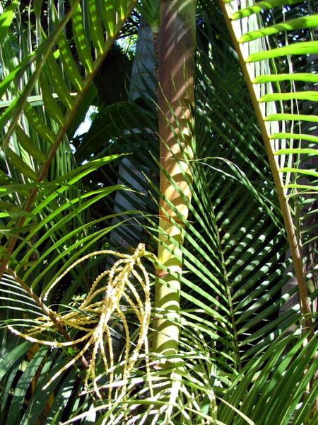 File:Pinanga philippinensis03.jpg