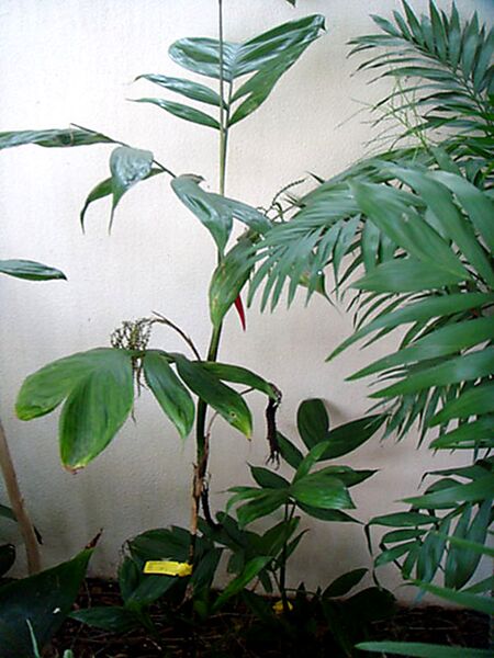 File:Chamaedorea serpens.jpg