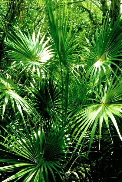 File:Thrinax radiata02.jpg
