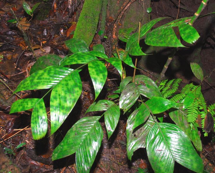 File:Pinanga aristata03.jpg