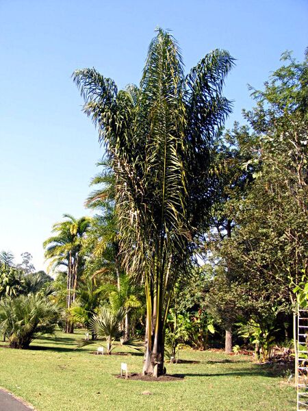 File:Attalea funifera.jpg