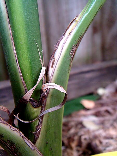File:Chamaedorea crucensis05.jpg