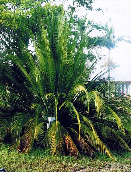 File:Macrozamia johnsonii.jpg