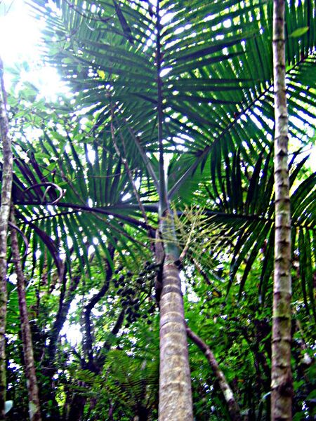 File:Hyophorbe indica03.jpg