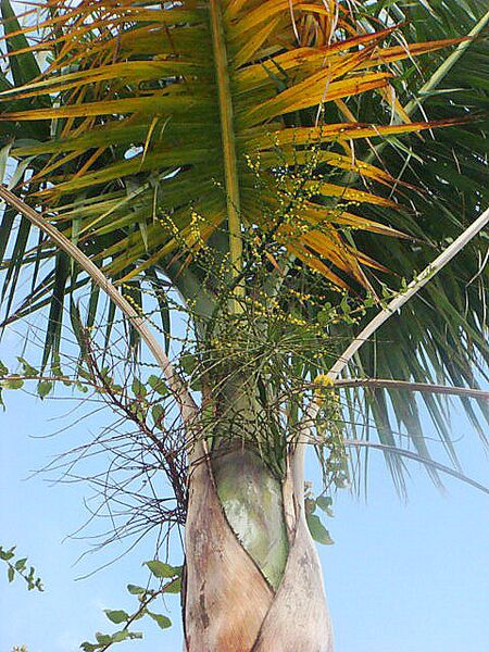 File:Gaussia attenuata04.jpg