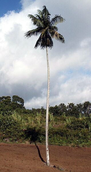 File:Acanthophoenix rousselii02.jpg