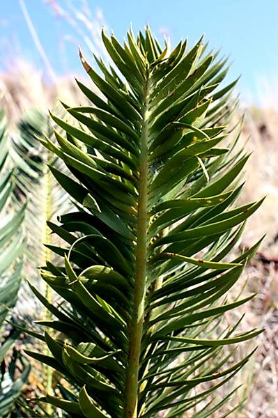File:Encephalartos caffer02.jpg