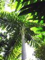 Thumbnail for version as of 03:00, 6 August 2024