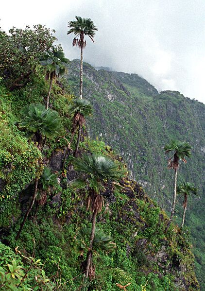 File:Trachycarpus oreophilus03.jpg