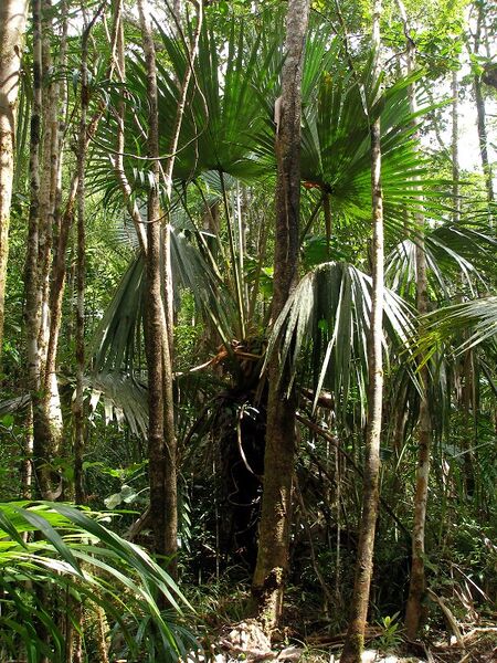 File:Satranala decussilvae02.jpg