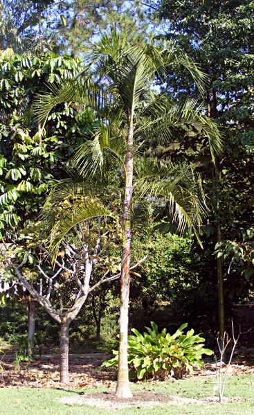 File:Syagrus botryophora.jpg