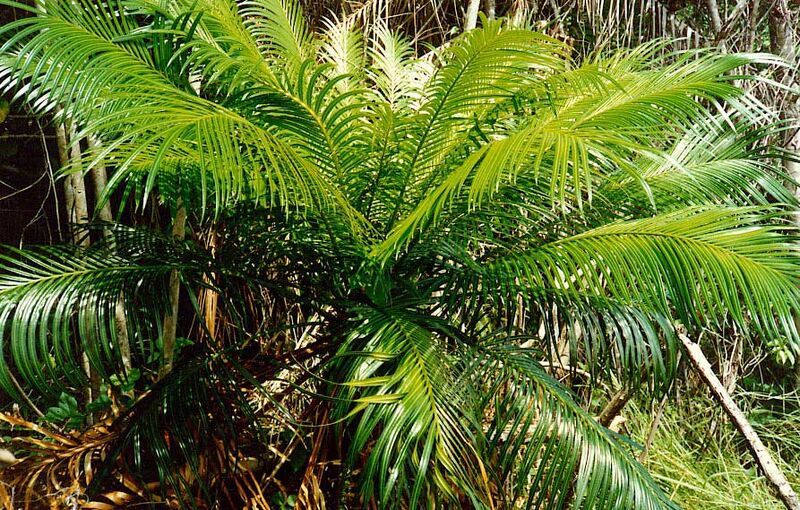 File:Cycas circinalis1L-01.jpg