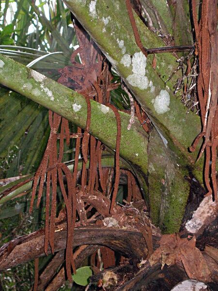 File:Satranala decussilvae05.jpg