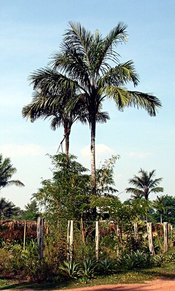 File:Astrocaryum aculeatum.jpg