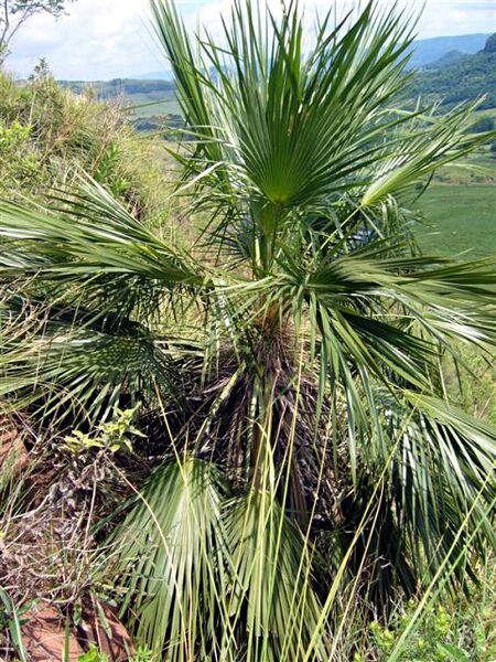 File:Trithrinax brasiliensis.jpg