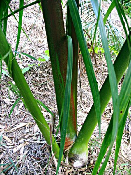 File:Dypsis prestoniana06.jpg