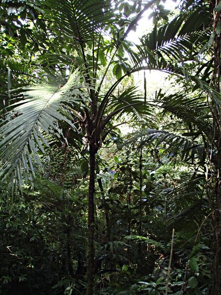 File:Heterospathe longipes.jpg