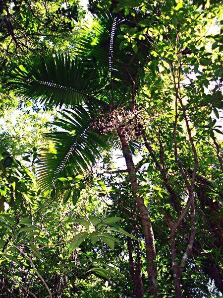 File:Hyophorbe indica04.jpg