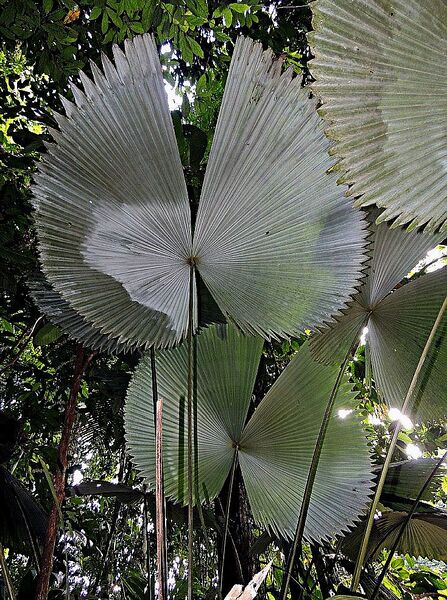 File:Sabinaria magnifica02.jpg