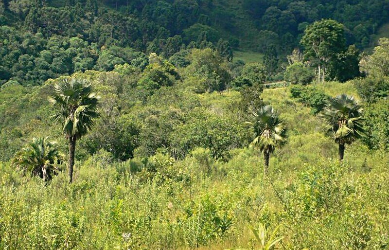 File:Trithrinax acanthocoma04.jpg
