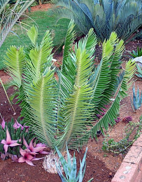 File:Encephalartos heenanii.jpg