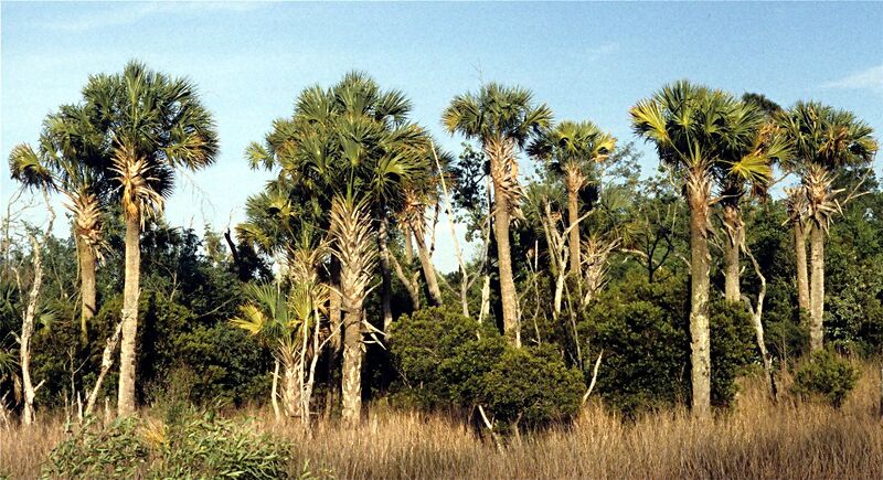 File:Sabal palmetto09.jpg