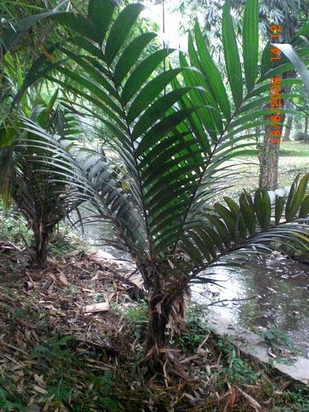 File:Nenga gajah.jpg
