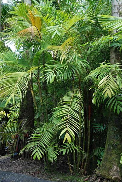 File:Pinanga philippinensis.jpg
