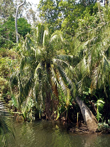 File:Ravenea musicalis02.jpg