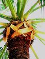 Thumbnail for version as of 12:52, 9 August 2024