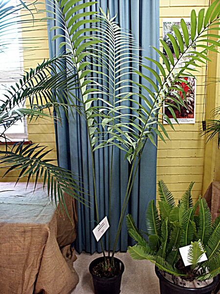 File:Ceratozamia whitelockiana.jpg
