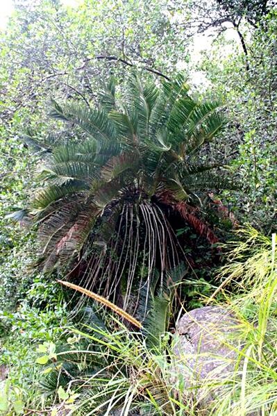 File:Encephalartos laevifoliusB02.jpg