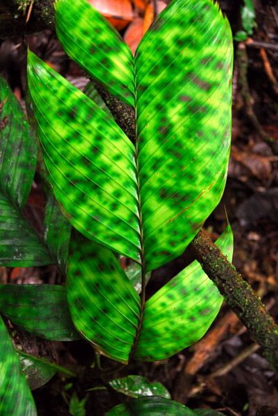 File:Pinanga aristata02.jpg