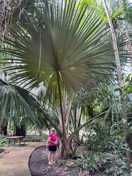 File:Tahina spectabilisConservationProject 1.png